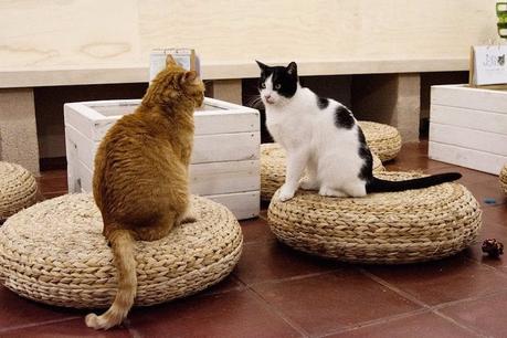 Espai de gats: el primer CAT CAFÉ de Barcelona
