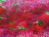 Poema amor frutas, gioconda belli.