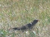 Cuquiello xoven Peñes