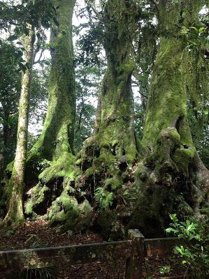 SPRINGBROOK NATIONAL PARK SPRINGBROOK NATIONAL PARK