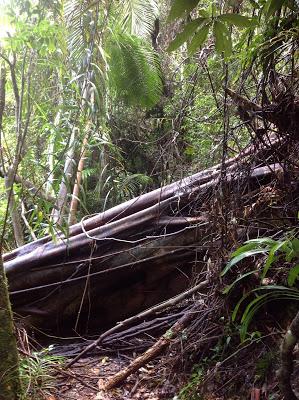 SPRINGBROOK NATIONAL PARK SPRINGBROOK NATIONAL PARK