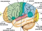 Música Neurociencia Estructura Cerebral Determina Emoción