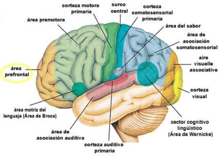Música y Neurociencia I: La Estructura Cerebral Determina la Emoción de la Música