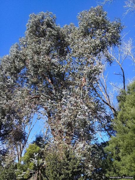 Eucalipto de adorno (Eucalyptus cinerea)