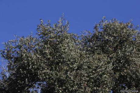 Eucalipto de adorno (Eucalyptus cinerea)