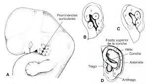 Música y Neurociencia II: la Música como Lenguaje Universal