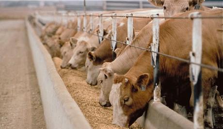 LA MALA COSTUMBRE DE TRAGARSE TODO LO QUE TE ECHAN