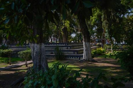 Los peces Koi de la Alameda “Juan Sarabia”