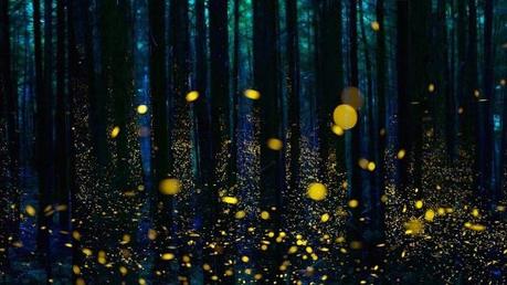 fireflies-in-action
