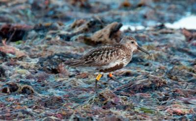 Correlimos anillados