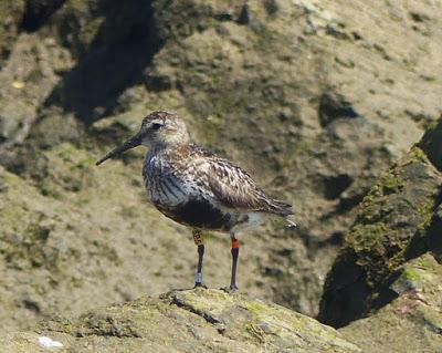 Correlimos anillados