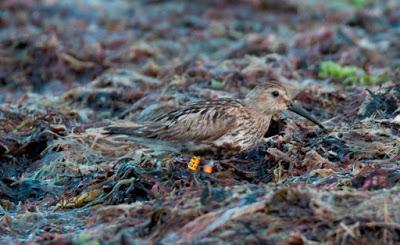 Correlimos anillados
