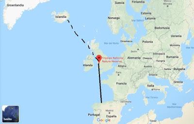 Correlimos anillados