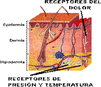 Descubren en la Piel un nuevo órgano del Dolor