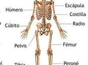Sistema esquelético (sistema óseo)