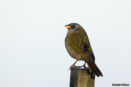 Por campos de Cañuelas (mayo 2019)