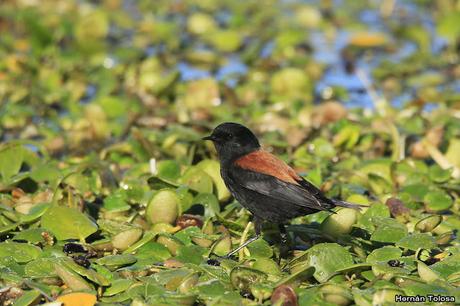Por campos de Cañuelas (mayo 2019)