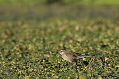 Por campos de Cañuelas (mayo 2019)