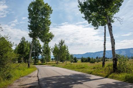 Moose-Wilson-Road.jpg.optimal ▷ Las mejores cosas que hacer en el Parque Nacional Grand Teton