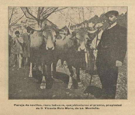 1911: Pareja de novillos tudancos de Vicente Ruiz Mora que obtuvieron el premio de 80 pesetas en la Exposición de Torrelavega