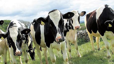Alemania propone aumentar IVA de la carne para frenar el cambio climático+