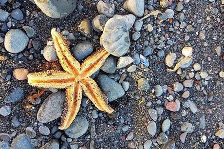 Starfish-on-a-beach-on-Disko-Island-in-Greenland.jpg.optimal ▷ Consejos de viaje a Groenlandia e itinerario fácil para Ilulissat y Disko Island
