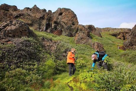 Picking-Angelica-plant-at-Kuannit-on-Disko-Island-in-Greenland.jpg.optimal ▷ Consejos de viaje a Groenlandia e itinerario fácil para Ilulissat y Disko Island