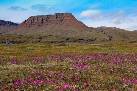 Mountain-landscape-and-Greenlands-national-flower-on-Disko-Island.jpg.optimal ▷ Consejos de viaje a Groenlandia e itinerario fácil para Ilulissat y Disko Island
