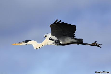 Una garza mora