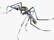 mosquito come otros mosquitos