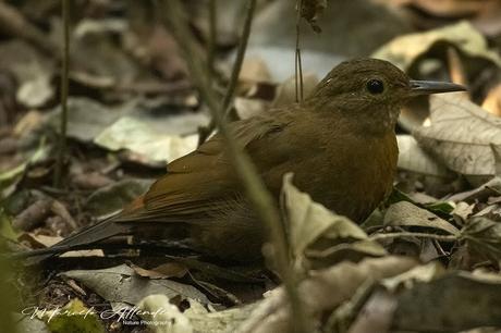 Raspahojas (Rufous-breasted leafscraper) Sclerurus scansor