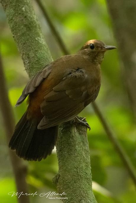 Raspahojas (Rufous-breasted leafscraper) Sclerurus scansor