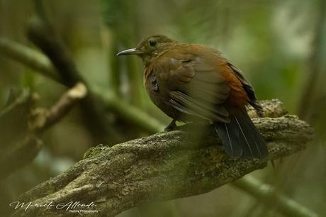 Raspahojas (Rufous-breasted leafscraper) Sclerurus scansor