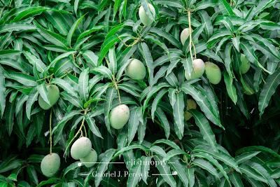 Panama, frutas, belleza.