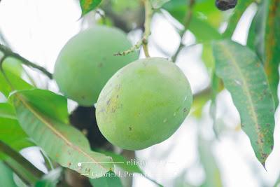 Panama, frutas, belleza.