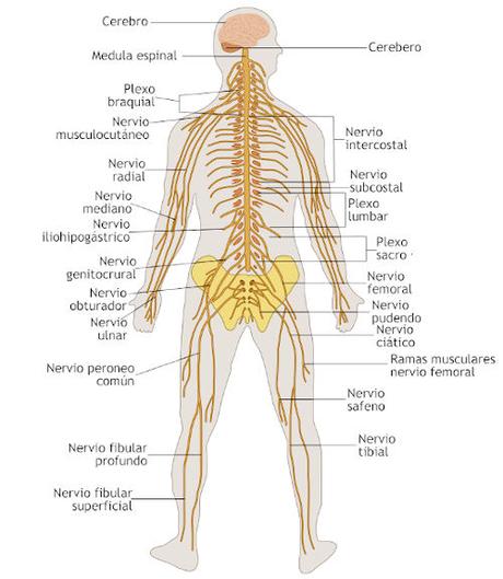 Partes del sistema nervioso