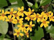 Hiedra amarilla (Senecio tamoides)