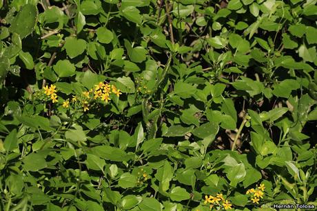 Hiedra amarilla (Senecio tamoides) Hiedra amarilla (Senecio tamoides)