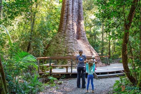 port-macquarie-nsw-australia-27 ▷ Comente sobre 22 cosas que hacer en Port Macquarie por CAIRNS TO SYDNEY 3 WEEK ROAD TRIP ITINERARY - Intrepid Introvert