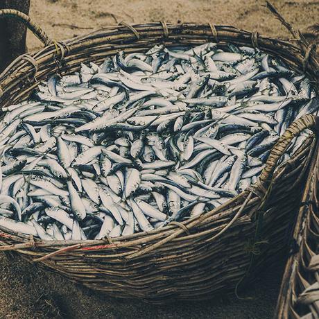 dutch-herring ▷ 10 alimentos locales para probar en los Países Bajos