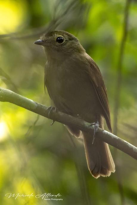 Bailarín oliváceo (Greenish Schiffornis) Shiffornis virescens