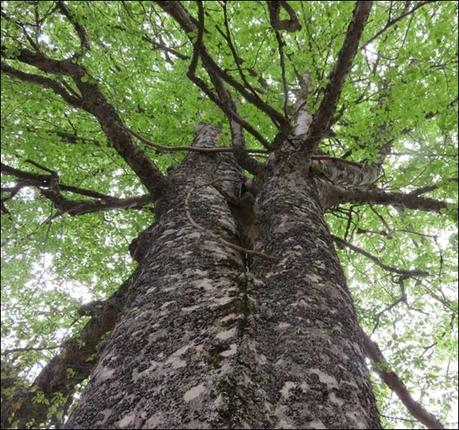 No hay animal tan manso que atado no se irrite