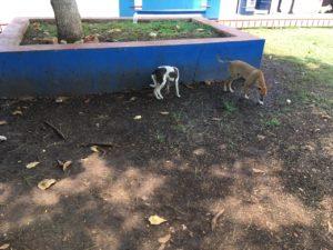 Como una familia, cachorros unidos.