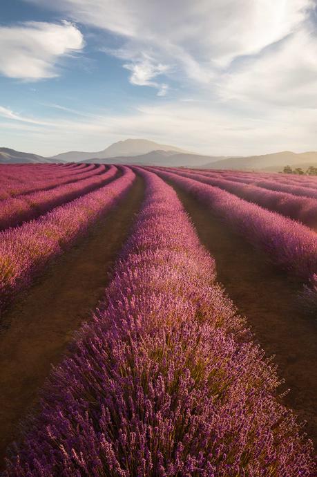 bridestowe-tasmania-lavender ▷ Los mejores destinos del mundo para ver flores