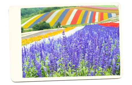 furano-flower-fields-japan ▷ Los mejores destinos del mundo para ver flores