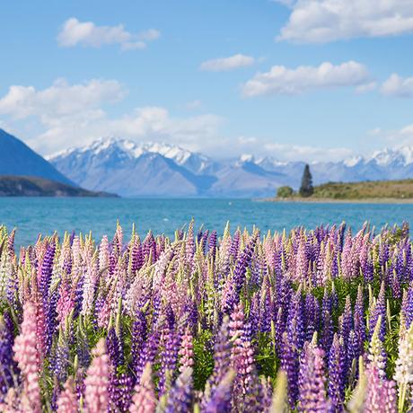 lupins-lake-tekapo-new-zealand ▷ Los mejores destinos del mundo para ver flores