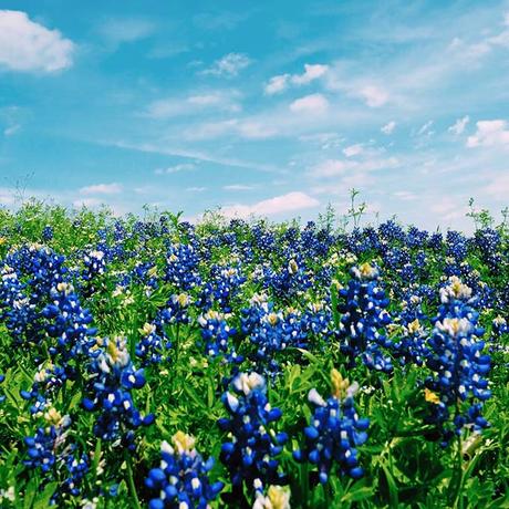 bluebonnets-texas-2 ▷ Los mejores destinos del mundo para ver flores