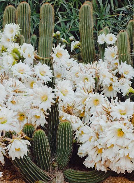cactus-bloom ▷ Los mejores destinos del mundo para ver flores