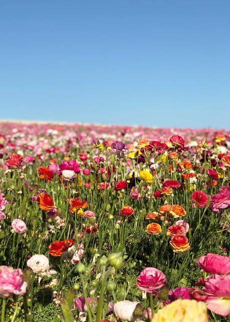 Carlsbad-California-Flower-Field ▷ Los mejores destinos del mundo para ver flores