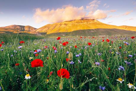 fiorita-italy ▷ Los mejores destinos del mundo para ver flores